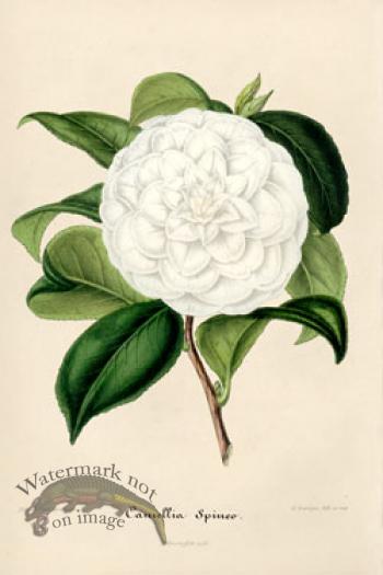 Camellias